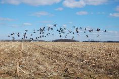 Photo: martinfaint/iStock/Getty Images Plus