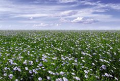 (Flax Council of Canada photo)