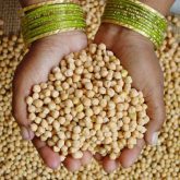 Pulse Weekly: Indian demand lifting Canada’s export program