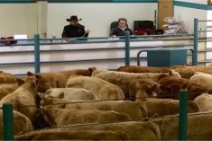 (HLS.ca/virden)