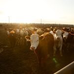 Photo: Canada Beef