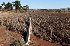 A view shows a corn field damaged by the floods in Colinas, in Rio Grande do Sul state, Brazil, May 6, 2024. REUTERS/Diego Vara