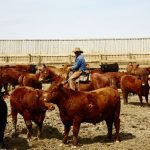 Photo: Canada Beef