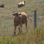File photo of cattle on pasture.(MikeEntertainment/iStock.Getty Images)