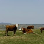 Photo: Canada Beef Inc.