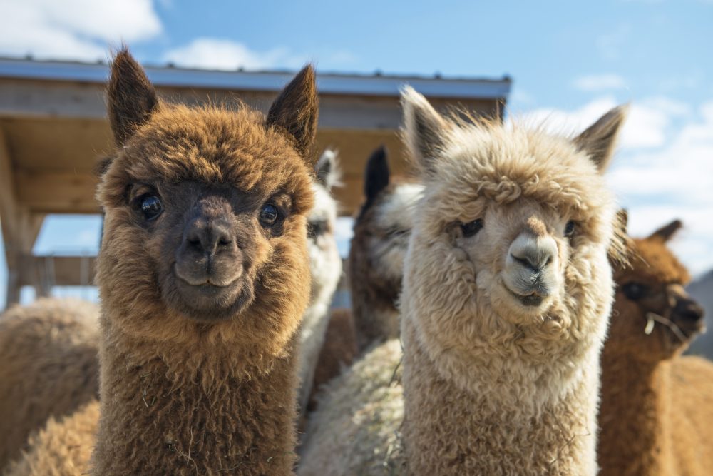 Photo: MayaCom/iStock/Getty Images
