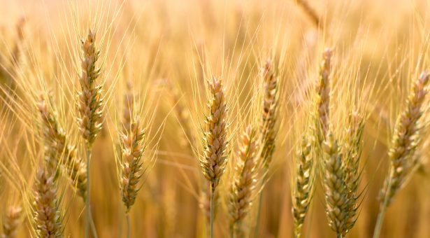 U.S. grains: Wheat loses steam after rally as traders eye Russian weather