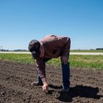 Mark Tuttle digs through soil to find soybean sprouts at his soy farm in Somonauk, Illinois, U.S., May 30, 2024. REUTERS/Jim Vondruska