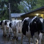 Dairy cattle in Canada. (Pearman314/iStock/Getty Images)