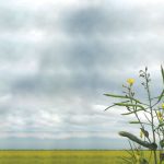 Open interest in the canola market was down by 14,880 contracts on the week. Photo: File