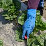 The prevalence of temporary foreign workers has grown since the program was launched in the 1970s, with an estimated three in 10 agricultural businesses hiring foreign workers in 2023. Photo: gomezdavid/iStock/Getty Images