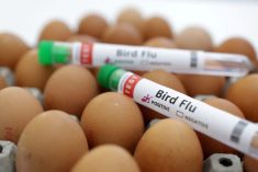 Test tubes labelled “Bird Flu” and eggs are seen in this picture illustration, January 14, 2023.
 Photo: REUTERS/Dado Ruvic/Illustration/File