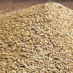 New crop pricing for barley is becoming available at levels lower than old crop prices, says grain broker Agfinity. Photo: File