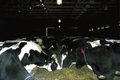 Though the spread of avian influenza in dairy farms is increasing, the Centers for Disease Control in the U.S. said the risk to humans remains low.  Photo: File