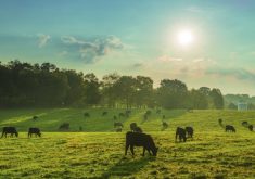 To defer income under LTD, the breeding herd must have been reduced by at least 15 per cent.  Photo: Canada Beef