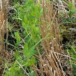 Pea plants emerge in between stubble in a field. Dry peas are leading the way in emergence in Alberta at more than 96 per cent. Photo: File