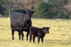 black angus