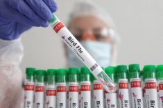 A person holds a test tube labelled “Bird Flu”, in this picture illustration, January 14, 2023. REUTERS/Dado Ruvic/Illustration/File Photo