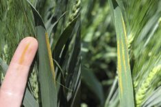 Cereal leaf disease minimal in Alberta but be aware of blown-in stripe rust