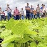 The success of Highland Custom Farming’s 15-inch cranberry beans drew a lot of questions during the Grey County Soil and Crop Improvement Association’s July 16 crop walk and elevator tour. Photo: Diana Martin