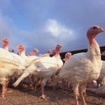 Turkey production may be turning a corner after a stretch of low demand and production, FCC senior economist Graeme Crosby said. Photo: Scott Bauer/ARS/USDA
