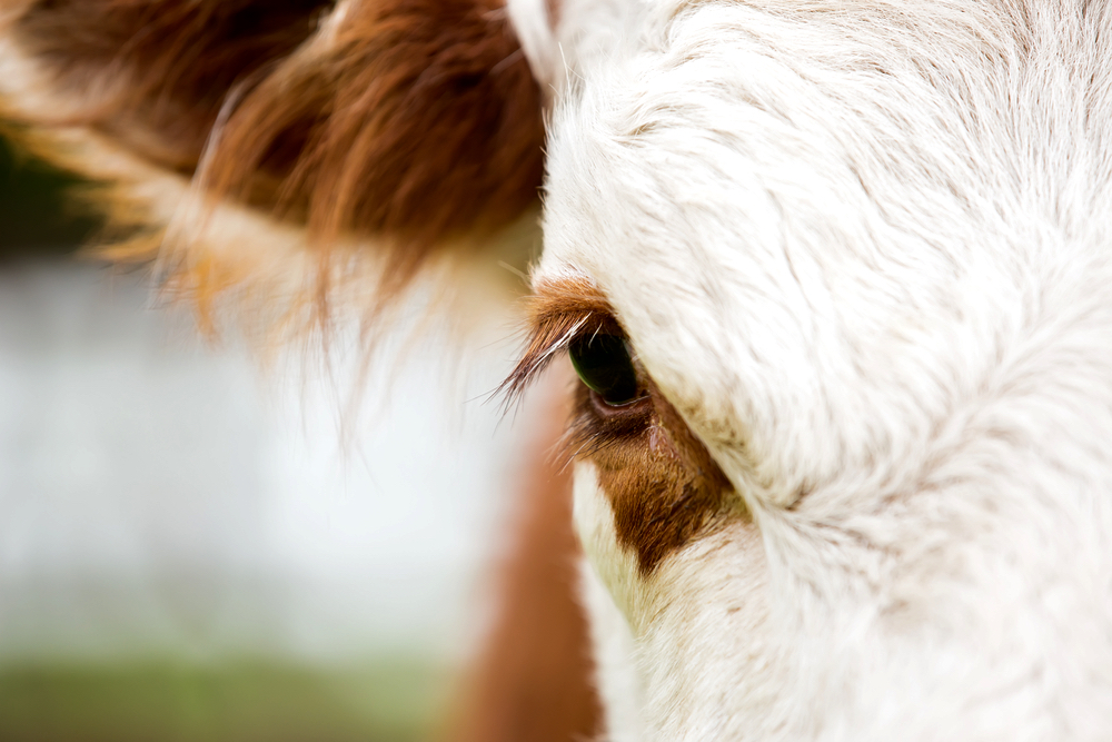 Photo: emholk/iStock/Getty Images
