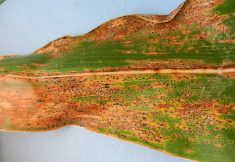 Initial symptoms of tar spot are brownish lesions on leaves of affected corn plants. Black spore-producing spots appear later. (Kiersten Wise photo courtesy Purdue University Botany and Plant Pathology)