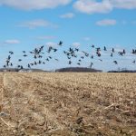 Photo: martinfaint/iStock/Getty Images Plus