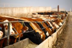 Prices for feed barley and feed wheat in Alberta are higher than last year.  Photo: Canada Beef