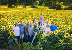 The Davis family had learned how much interest their sunflower fields could attract almost by accident.