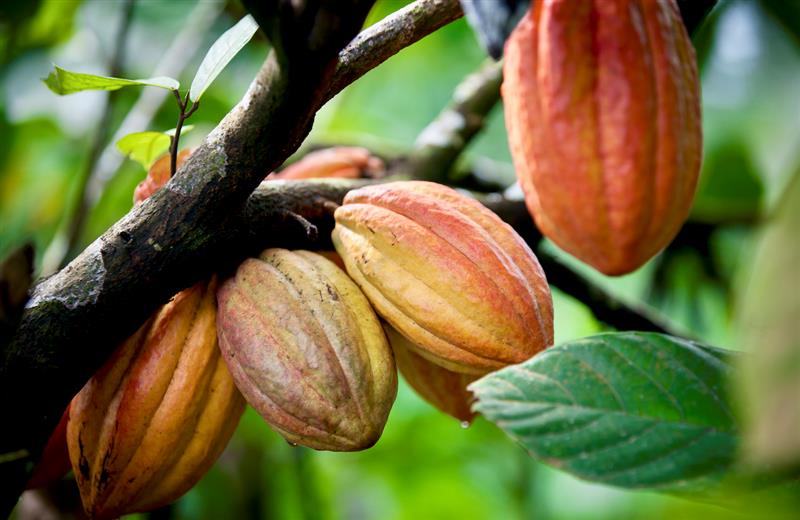 Pods on a cacao (cocoa) tree. Photo: iStock/Getty Images Plus
