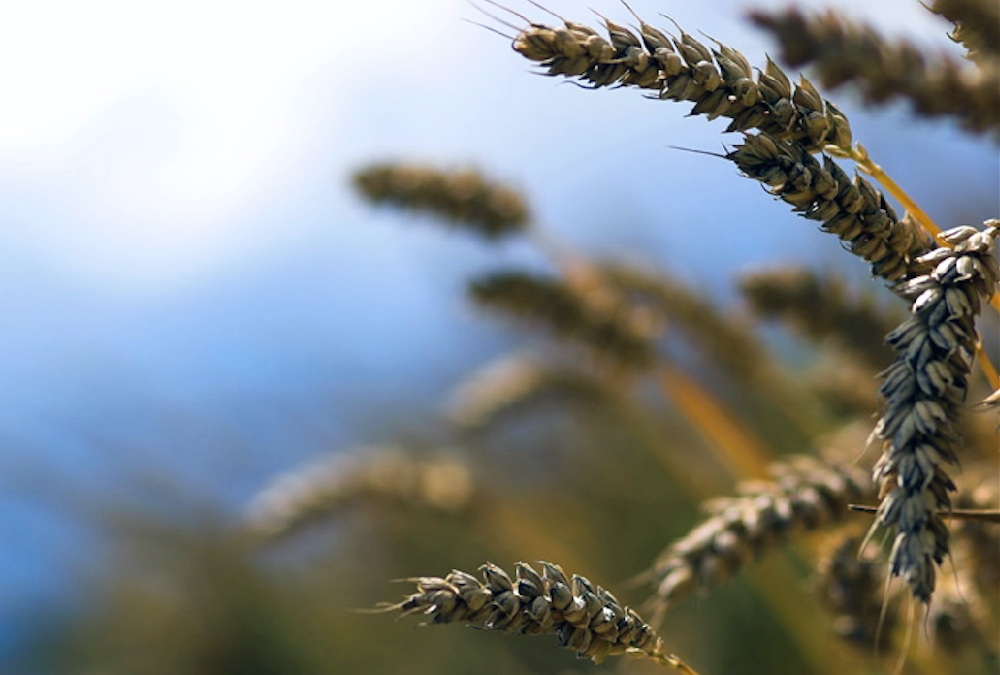 Photo: iStock
