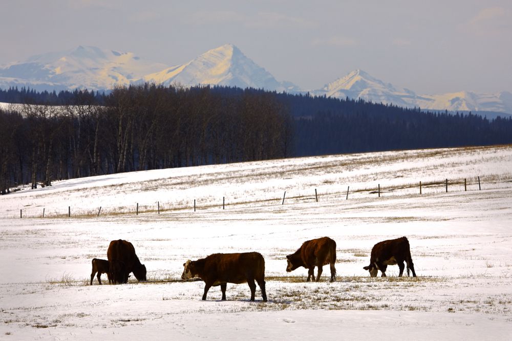 (Photo courtesy Canada Beef Inc.)
