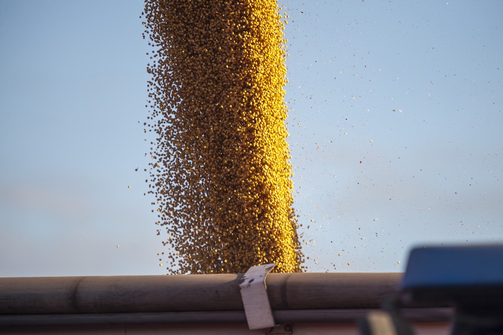 File photo of soybeans being loaded for transport in Argentina. (Wirestock/iStock/Getty Images)

