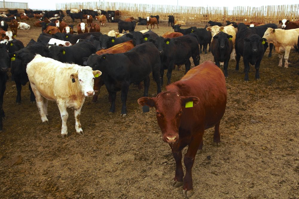 (Photo courtesy Canada Beef Inc.)
