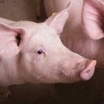 China 2024 pork output falls for first time in four years