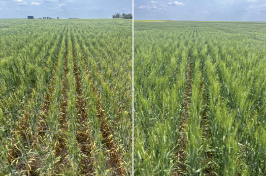 side-by-side comparison of two wheat crops