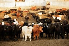 (Photo courtesy Canada Beef Inc.)