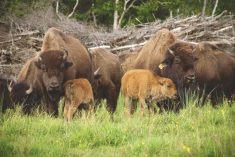 bison cows and calves