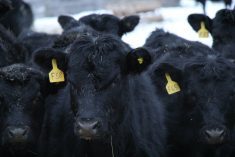 Canada’s beef sector got more bad bovine tuberculosis news Feb. 25 after the Canadian Food Inspection Agency said their investigation into a case confirmed November 2024 had yielded more infections. PHOTO: LISA GUENTHER