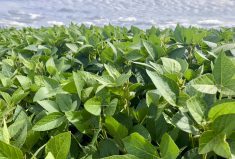 A soybean crop in Manitoba’s Interlake in 2022.  Photo: Greg Berg