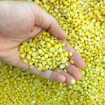 One buyer is predicting a strong market for organic yellow peas in 2018. Photo: Thinkstock