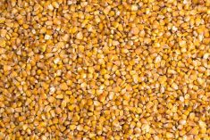 Corn bids and offers have lately been far apart, with bids generally a dollar or more below the C$12 per bushel Ontario farmers would like to see. Photo: iStock/Getty Images