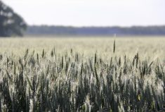 The objective of the Advancing Regenerative Agriculture Farming Practices pilot project is to understand the potential of regenerative agricultural practices in Ontario wheat production.