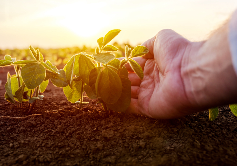 Organic soybeans and most varieties of wheat are selling at a substantial premium compared to their conventional counterparts. Photo: iStock/Getty Images
