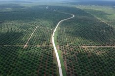 FILE PHOTO: An aerial photo of a palm oil plantation in Batanghari, Jambi province, Sumatra island, Indonesia November 28, 2018. Antara Foto/Wahdi Septiawan/via REUTERS