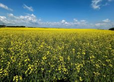 AAFC tweaks monthly data, but holds canola exports