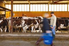 A blurred figure of a farmer carrying a blue bucket moves swiftly past a row of cows in a dairy barn