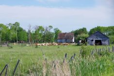 Saskatchewan’s Ministry of Agriculture notes that cattle can be exposed to anthrax spores when sloughs and potholes dry up. Photo: Alexis Stockford
