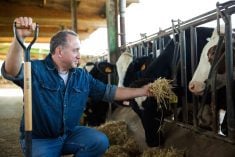 man feeding hay to dairy cows in a barn